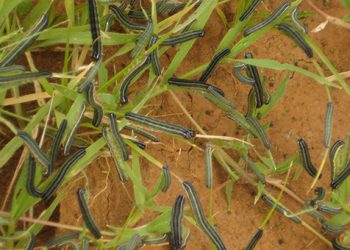 The Fall Armyworm pest is continuing to sweep across the globe, having moved eastwards from its native Americas onto Africa before arriving in Asia only last summer.