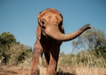 Larro, the youngest elephant in the orphanage, became separated from her family, most probably after her herd clashed with humans (AFP)