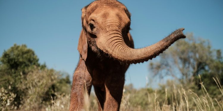Larro, the youngest elephant in the orphanage, became separated from her family, most probably after her herd clashed with humans (AFP)