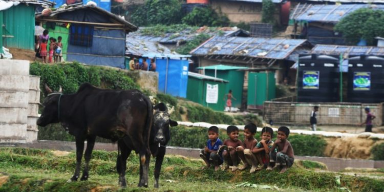 Young Rohingya refugees keep an eye on cows at the Thangkhali refugee camp in Cox's Bazar, Bangladesh (AFP)
