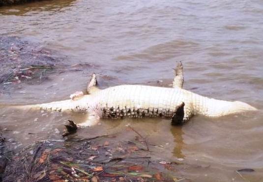 Crocodile’s carcass