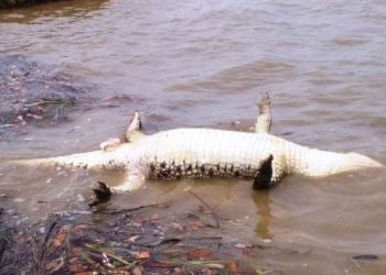 Crocodile’s carcass