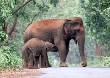 A team of forest officials, along with veterinary doctors, have visited the site.