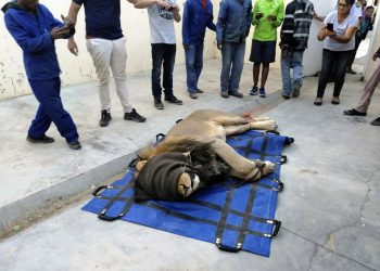 In this photo taken Wednesday, March 13, 2019, a darted captured lion is seen in a police cell at the Sutherland, South Africa. The lion had escaped from the Karoo National Park near Beaufort West, some 320km away, a month ago after he reportedly managed to crawl underneath the park's electric fence. The lion was recaptured when four sheep and two goats were killed on a farm in the vicinity. (AP Photo)