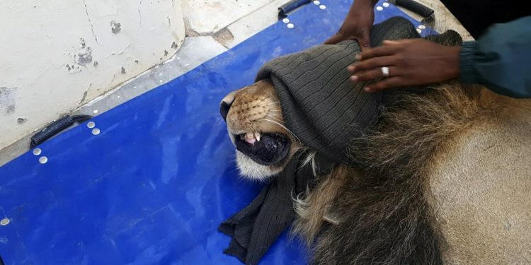 In this photo taken Wednesday, March 13, 2019, an officer takes a selfie with a darted captured lion is seen in a police cell at the Sutherland, South Africa. The lion had escaped from the Karoo National Park near Beaufort West, some 320km away, a month ago after he reportedly managed to crawl underneath the park's electric fence. The lion was recaptured when four sheep and two goats were killed on a farm in the vicinity. (AP Photo)