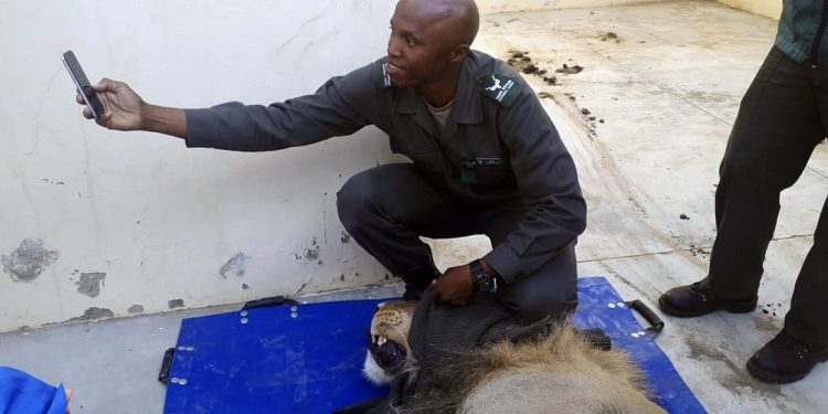 In this photo taken Wednesday, March 13, 2019, a darted captured lion is seen in a police cell at the Sutherland, South Africa. The lion had escaped from the Karoo National Park near Beaufort West, some 320km away, a month ago after he reportedly managed to crawl underneath the park's electric fence. The lion was recaptured when four sheep and two goats were killed on a farm in the vicinity. (AP Photo)