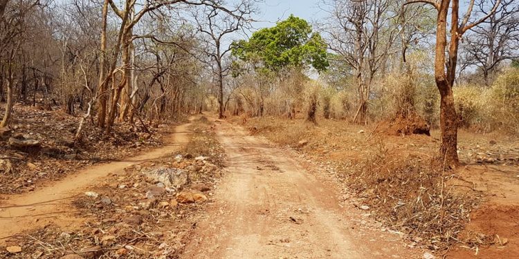 A kuchha road leading to  Kholibithar village in Nuapada district 	op photo