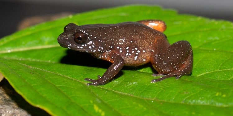 Astrobatrachus kurichiyana, also known as the starry dwarf frog, has only been found on a single hill range in India’s Western Ghats. The frog is about the size of a thumbnail. (K.P. Dinesh/ Florida Museum)