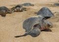 Olive Ridley Turtles