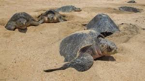 Olive Ridley Turtles