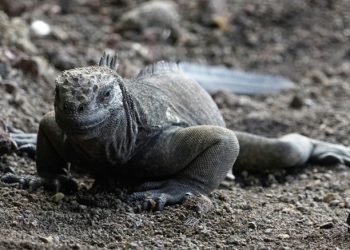 Iguanas are among the unique creatures inhabiting the Galapagos Islands whose existence is threatened by plastic waste (AFP)