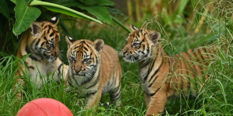 Two female cubs and their brother explored the outside environment for the first time at Sydney's Taronga Zoo (AFP)
