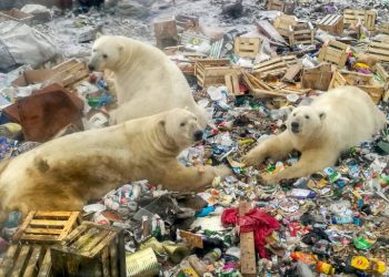 Polar bears feed at a garbage dump near the village of Belushya Guba, on the remote northern Russian archipelago of Novaya Zemlya October 31, 2018 (AFP)