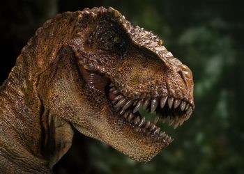 An exhibit featuring the dinosaur's bones is to open in May at the Royal Saskatchewan Museum.