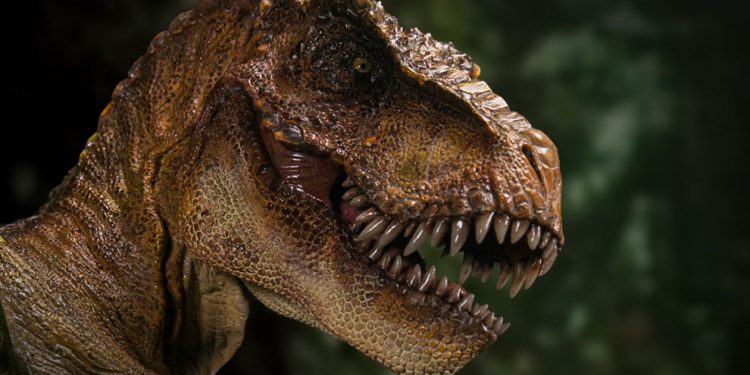 An exhibit featuring the dinosaur's bones is to open in May at the Royal Saskatchewan Museum.