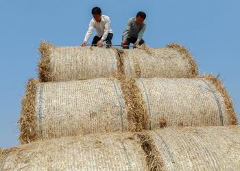 Men tie bundles of wheat to the bed of a truck in Xuyi county, Jiangsu province, China June 3, 2018. (REUTERS)