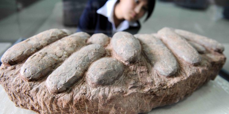 A worker inspects dinosaur eggs on display at a natural science museum in Beijing on April 20, 2010.  Archaeologists in China have recently uncovered more than 3,000 dinosaur footprints, in an area said to be the world's largest grouping of fossilised bones belonging to the ancient animals.            CHINA OUT AFP PHOTO (Photo credit should read STR/AFP/Getty Images)