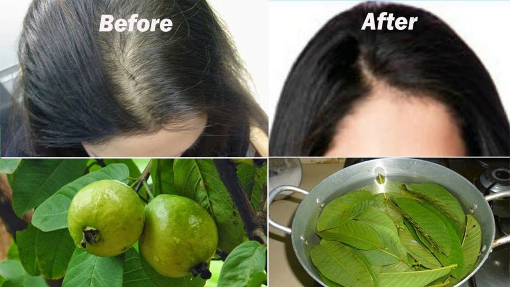 Worried Of White Hair Use Guava Leaves For Natural Black Orissapost