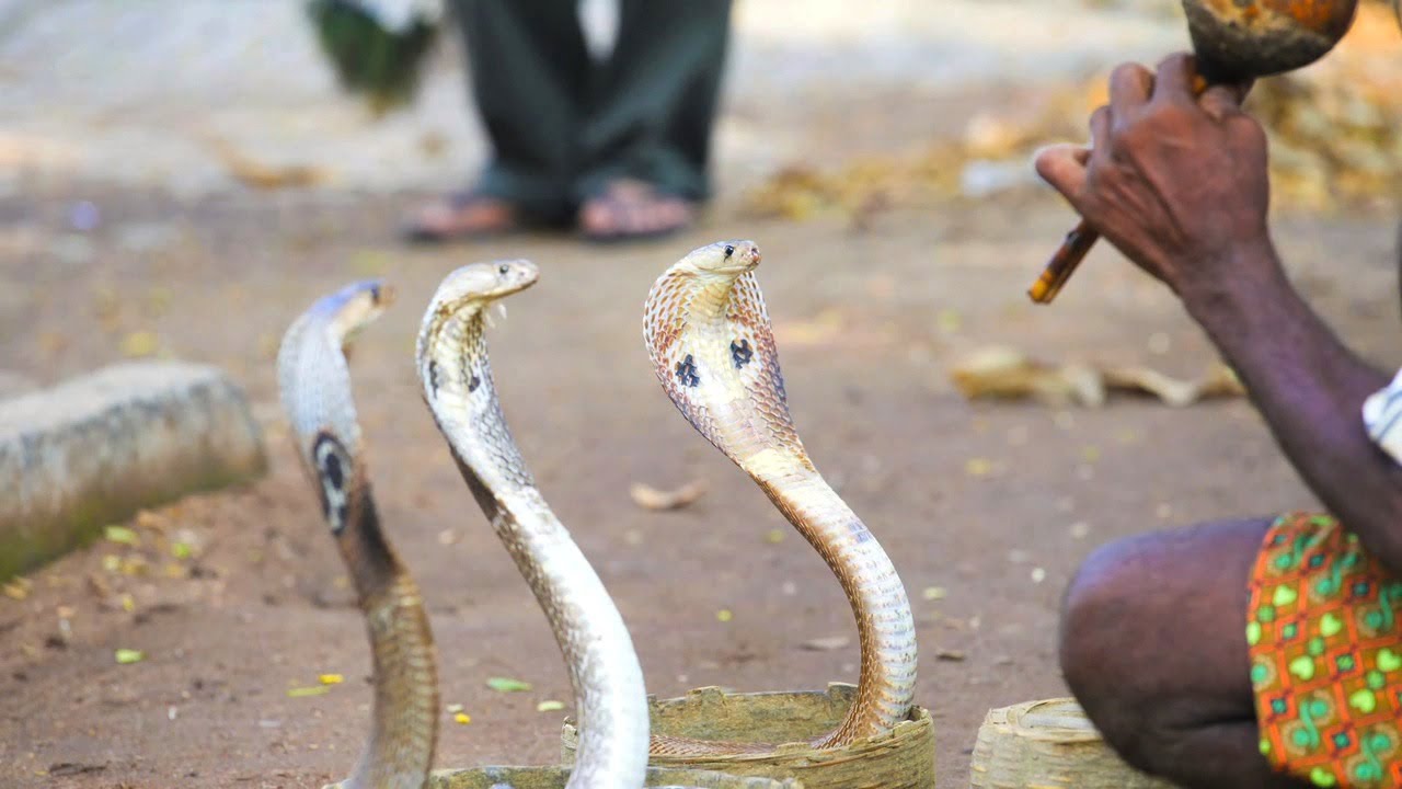 Snake Dance Condos