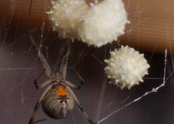 A female Brown Widow spider guards her eggs. (AP Photo/Phil Sandlin)