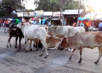 Stray cattle lay siege of Bhadrak town roads