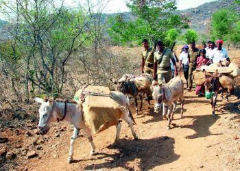 Donkeys carrying materials for elections is  common sight in the region since 1977. (Image: DC)