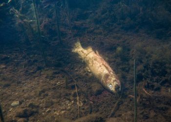 The greater vulnerability of sea creatures may significantly impact human communities that rely on fish and shellfish for food and economic activity.