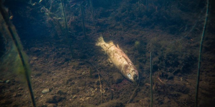 The greater vulnerability of sea creatures may significantly impact human communities that rely on fish and shellfish for food and economic activity.