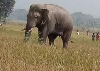 Elephants on damaging spree