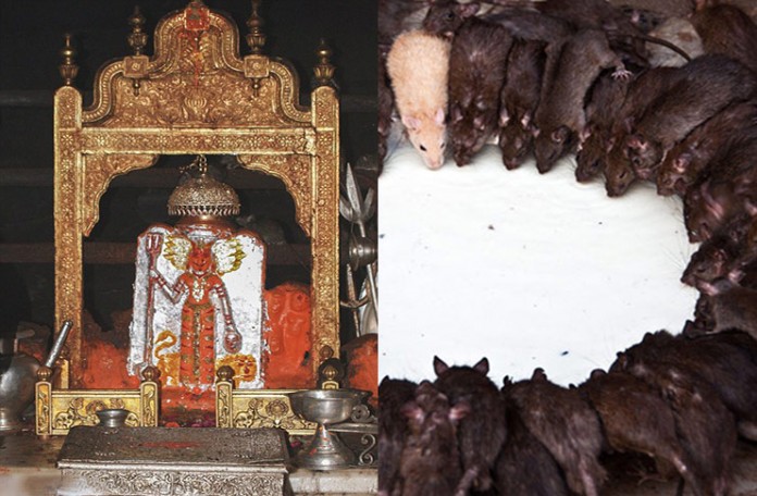 Rajasthan Karni Mata Temple where more than 20,000 rats are fed, worshipped  - OrissaPOST