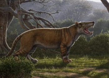 An artist's impression of the creature shows a giant big-cat-like hunter with stripey fur and enormous fangs. (Image: Mauricio Anton)