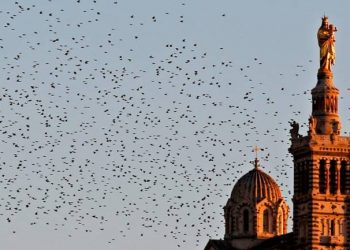 A flock of starlings fly over the Notre-Dame de la Garde Basilica on an autumn day at sunset in Marseille, France, November 4, 2015. Image: REUTERS