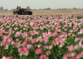 Farmers grow poppies with impunity, as both Taliban and government officials often profit from the lucrative trade. (Image: Getty)