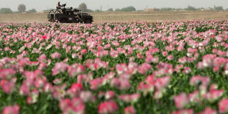 Farmers grow poppies with impunity, as both Taliban and government officials often profit from the lucrative trade. (Image: Getty)