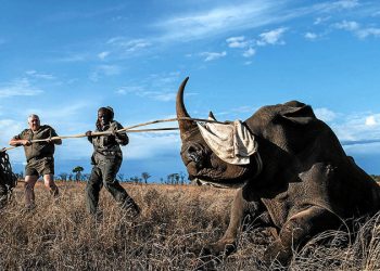 South Africa has seen an increase in Rhino poaching over the years (AFP)