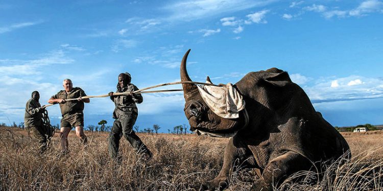 South Africa has seen an increase in Rhino poaching over the years (AFP)