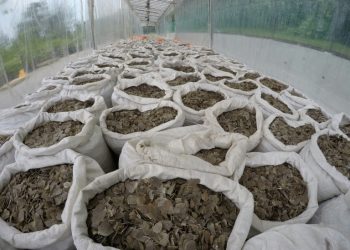 April 3, officials seized 12.9 tonnes of pangolin scales worth some USD 38.7 million from a container in Singapore which was also en route to Vietnam from Nigeria. (AFP)