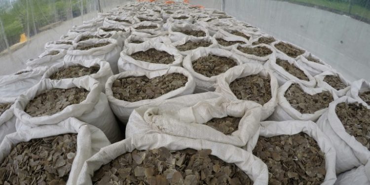April 3, officials seized 12.9 tonnes of pangolin scales worth some USD 38.7 million from a container in Singapore which was also en route to Vietnam from Nigeria. (AFP)