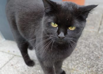 A black cat is considered to be 'unlucky' in many cultures.