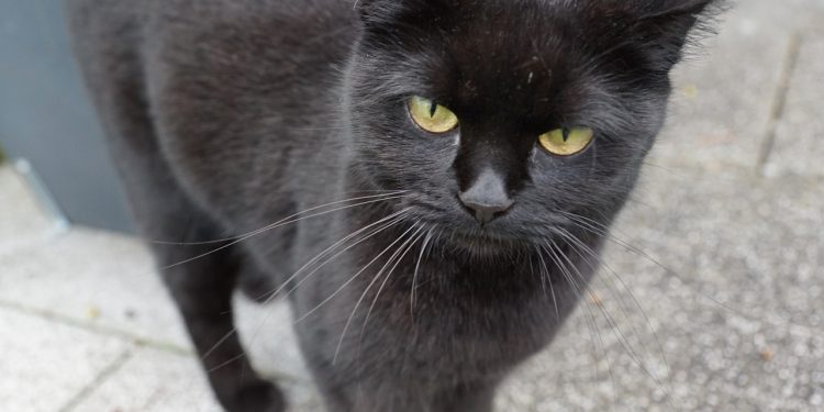 A black cat is considered to be 'unlucky' in many cultures.