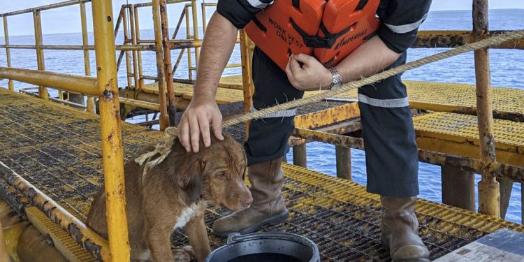 In this Friday, April 12, 2019, photo, a dog sits on an oil rig after being rescued in the Gulf of Thailand. "Survivor" the dog is safely back on land after being found by oil rig workers swimming about 220 kilometers (135 miles) from shore in the Gulf of Thailand. Chevron Thailand worker Vitisak Payalaw posted on Facebook that the dog was sighted last Friday swimming toward the platform. Vitisak says the pup clung to the platform below deck without barking or whimpering. The workers think the dog fell off a fishing trawler.(Vitisak Payalaw via AP)