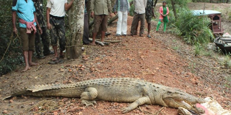 Boars, crocs poll issues in Rajnagar, Mahakalapada