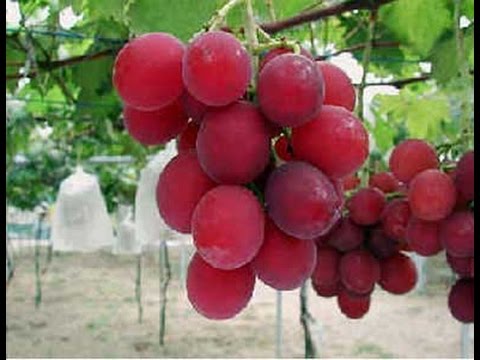 Five most expensive fruits in the world
