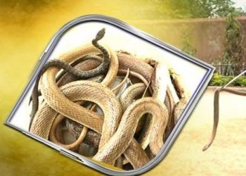 Cobra, 13 hatchlings rescued