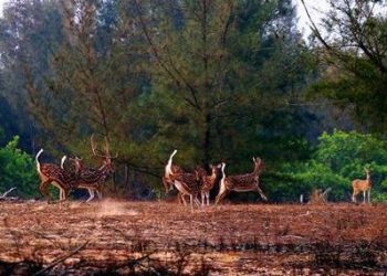 File photo of Balukhand Wildlife Sanctuary