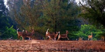 Representational image (File photo of Balukhand Wildlife Sanctuary)