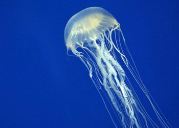 Researchers at the University of Sydney had been investigating how the venom is so deadly that one box jellyfish can kill 60 people.