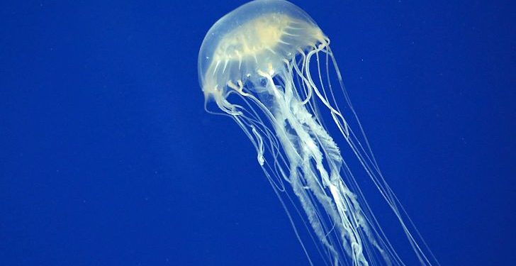 Researchers at the University of Sydney had been investigating how the venom is so deadly that one box jellyfish can kill 60 people.