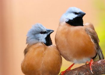 The black-throated finch