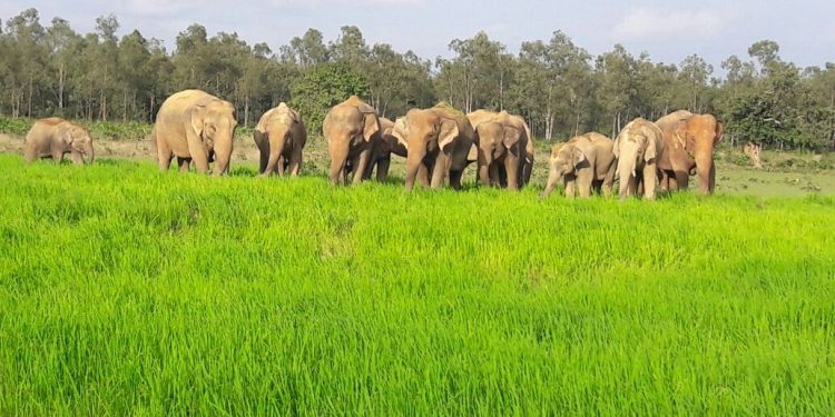 Death due to jumbo attack, NHRC moved